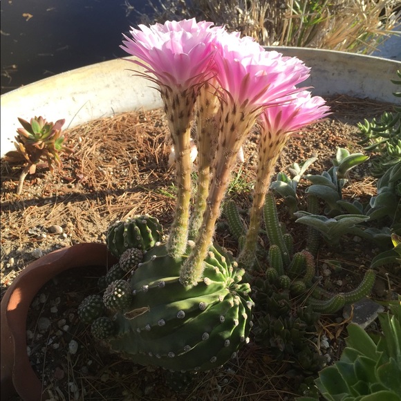 Meet your Posher, Leslie - Picture 8 of 8